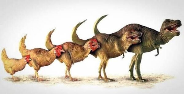 Toyuqlar dinozavrların nəslindəndir