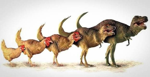 Toyuqlar dinozavrların nəslindəndir